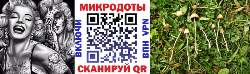 закладка Пересвет Галлюциногенные грибы мицелий